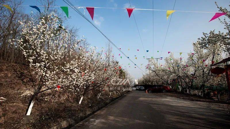 spring 近日天气回暖 崇州道明镇樱桃沟的樱花 竞相绽放,春意盎然