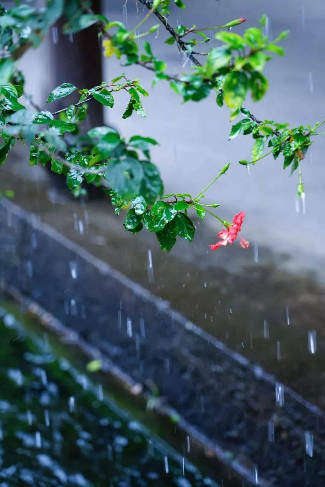 今日雨水,送上祝福!