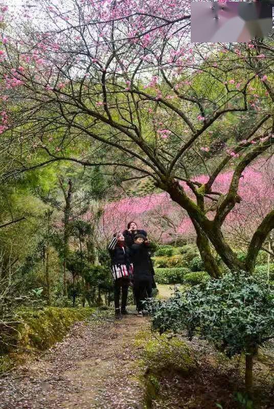 乡村振兴之黄山探索卖花渔村江南一枝梅香遍千万家