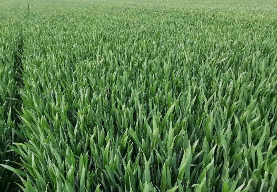 小麦返青期如何浇水和施肥?一文看懂!
