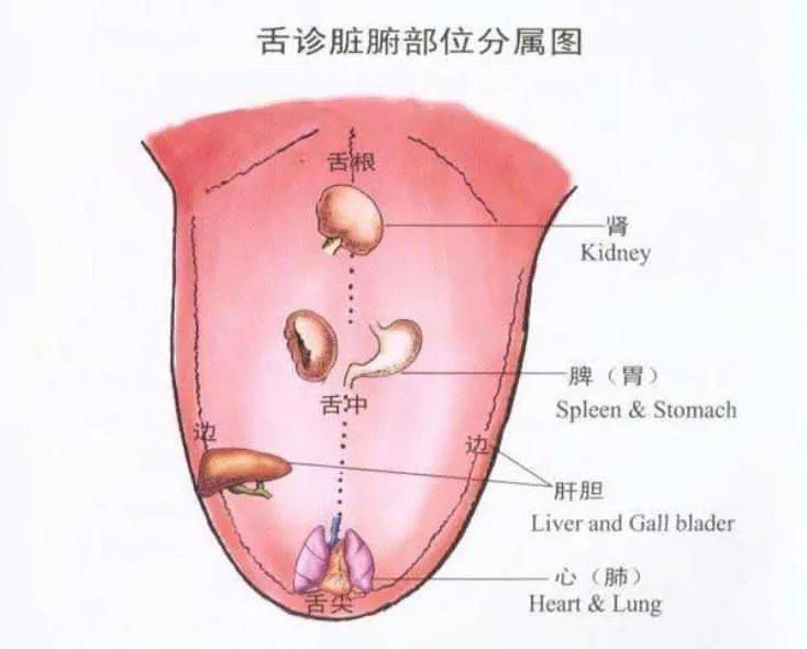 健康晴雨表——舌头