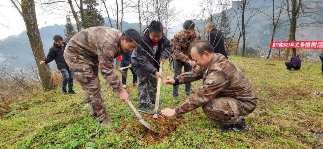 据悉,此次活动种植花椒苗200余株,共计50名干部,民兵,护林员参加义务