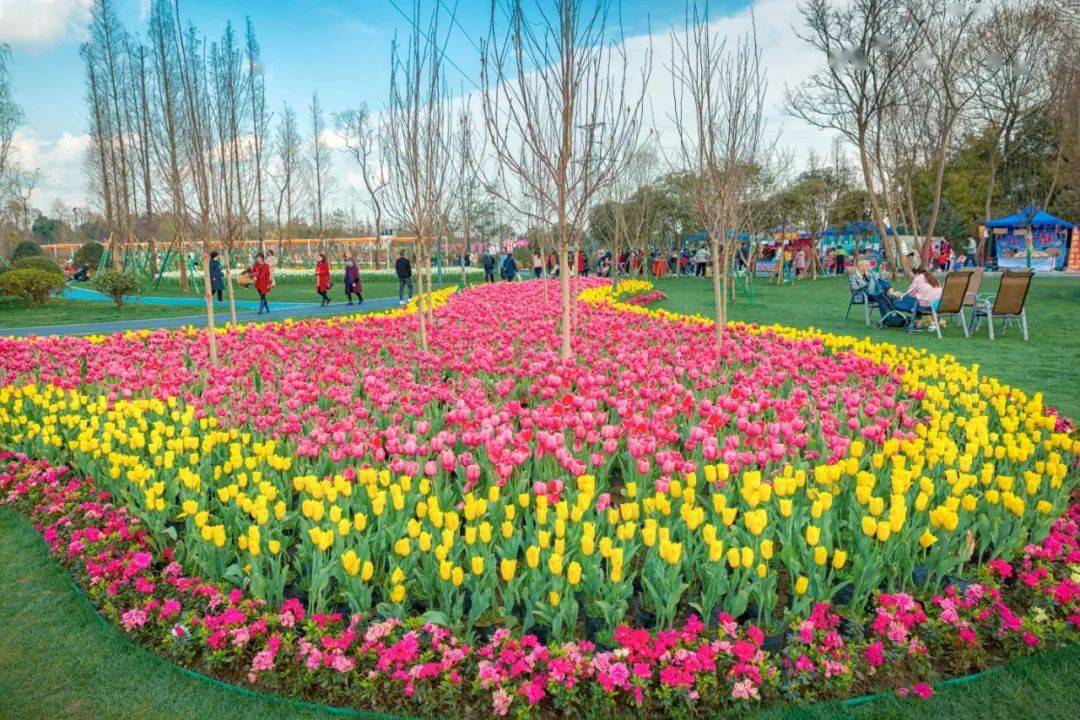 在皂角街道城东村时光花境艺术公园,上百万株郁金香竞相绽放,吸引了不