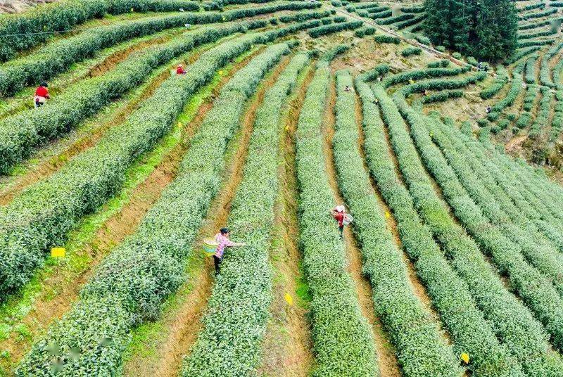 风景如画!一年一度茶飘香~春茶采摘正当时!