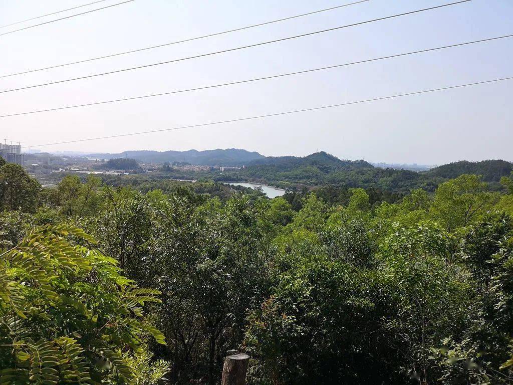 大夫山森林公园因为在番禺区,区域很大,儿子还是十岁前开车来玩过几次