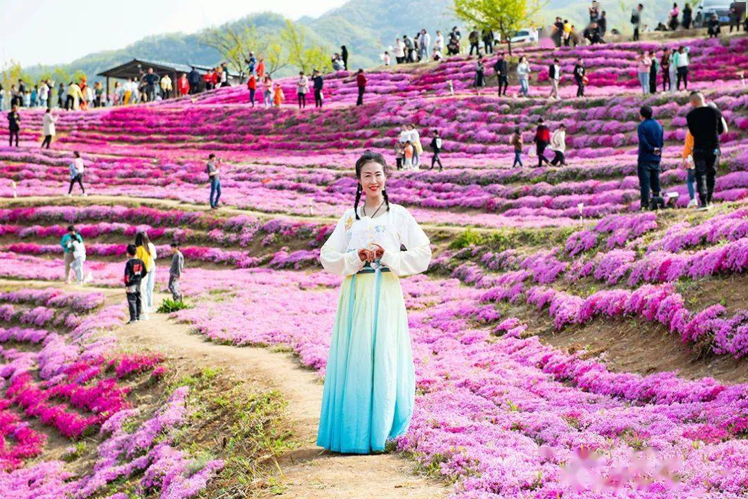 龙王庙村南坡的里仁花海 它是现有中原最大的 山地芝樱花海景观和红叶