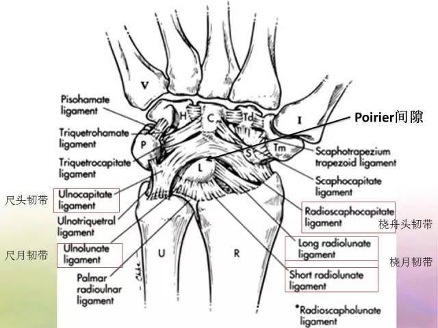 基础学习 腕关节解剖详解