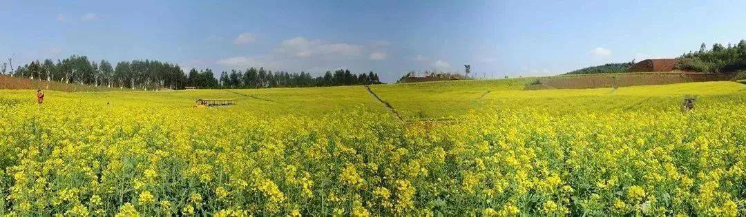 湖畔油菜花海盛放,遍地金黄美到爆!_清远市