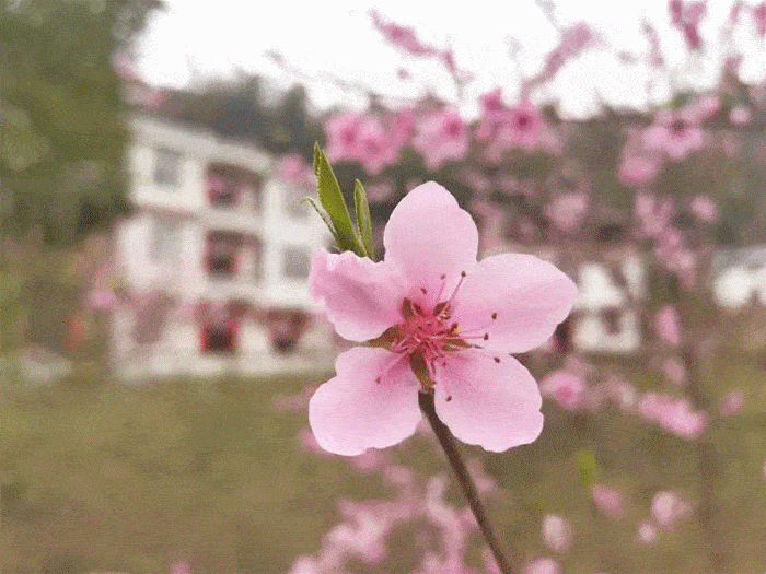 遂川的春天百花齐放,但是公园里发生的这一幕,让人脸红!真不知耻!