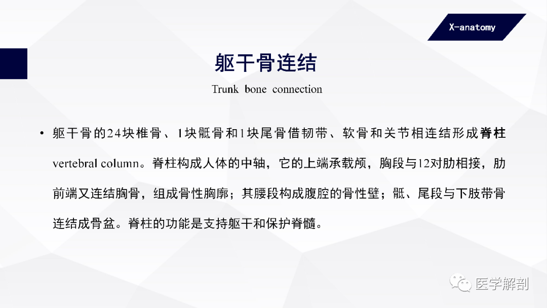 人体解剖学中轴骨及其连结躯干骨的连结