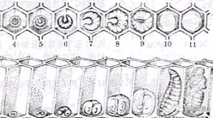 图1工蜂的发育阶段(数字表示日期)