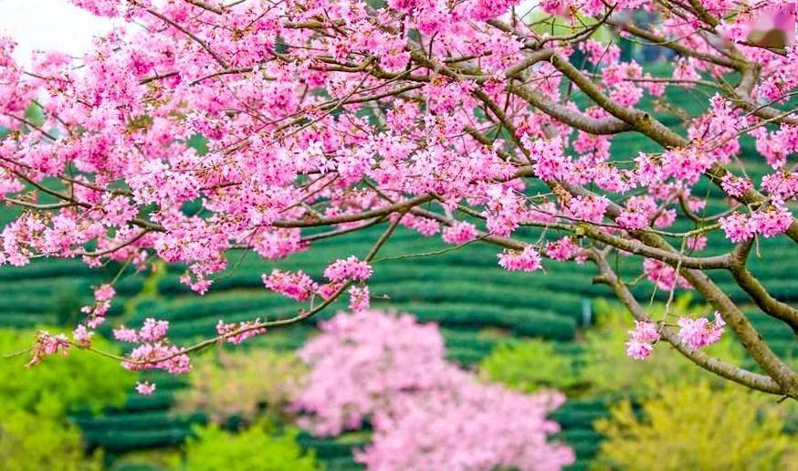 【清新乐游】中国最美樱花圣地-福建永福樱花园一日游