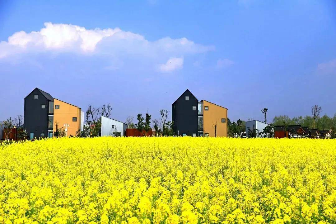 花漾新津意正浓,争芳斗艳正当时_油菜花