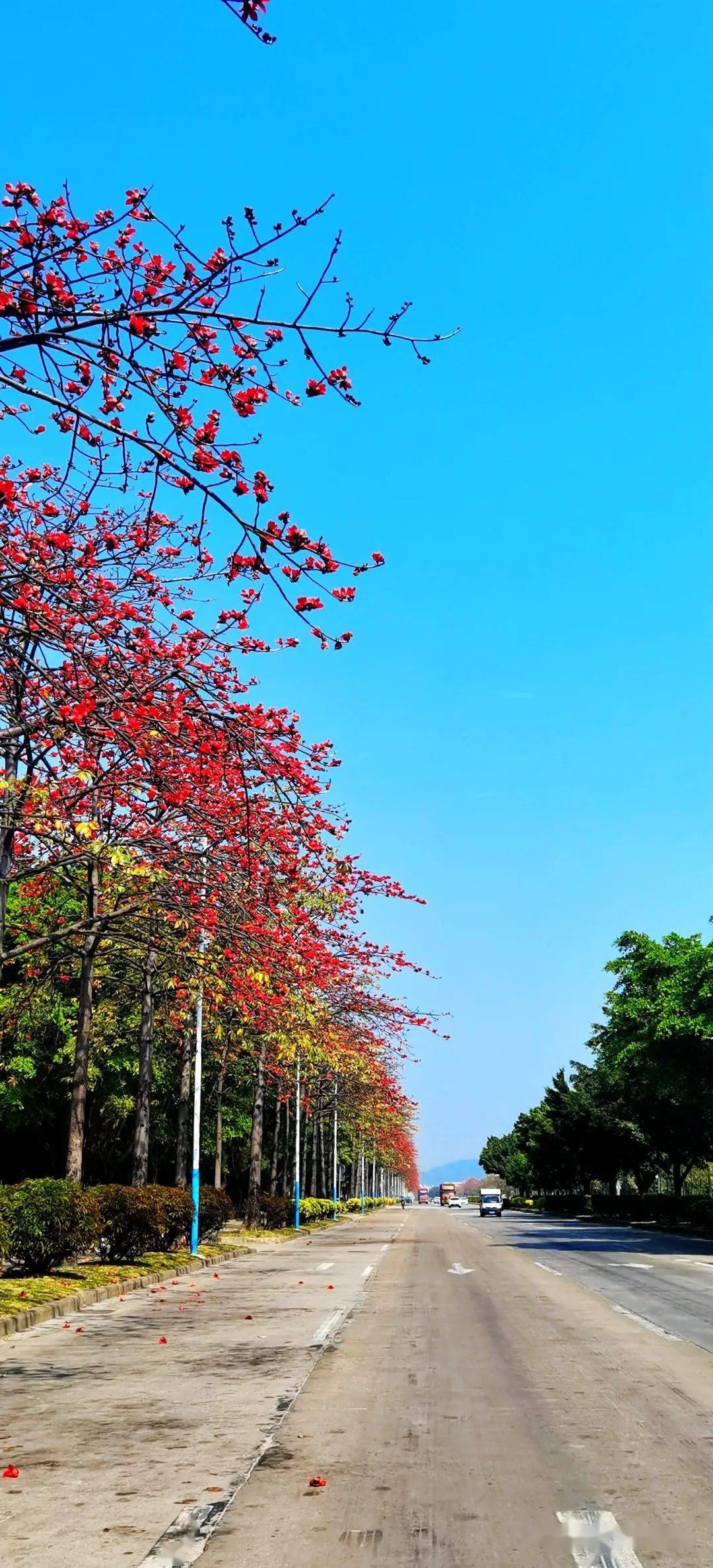 行走花都|红红火火春来早,花都这里"开门红"!