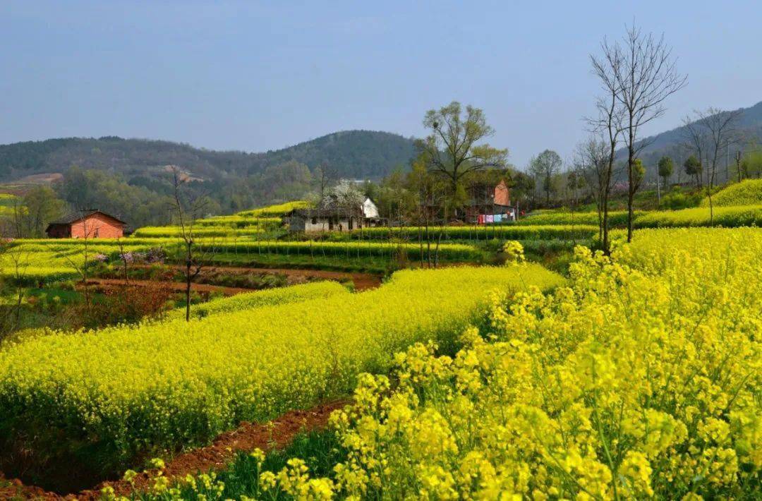 秦巴画卷灵秀茶乡|2021中国最美油菜花海汉中旅游文化节主题县