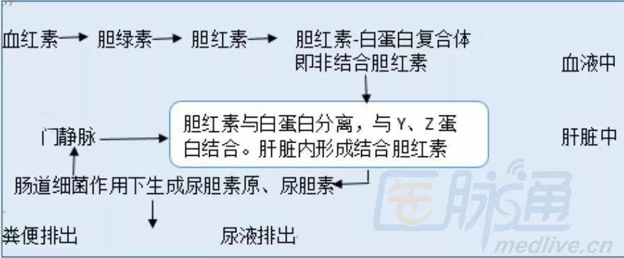 肝脏在胆红素代谢中有摄取,转化,排泄作用.