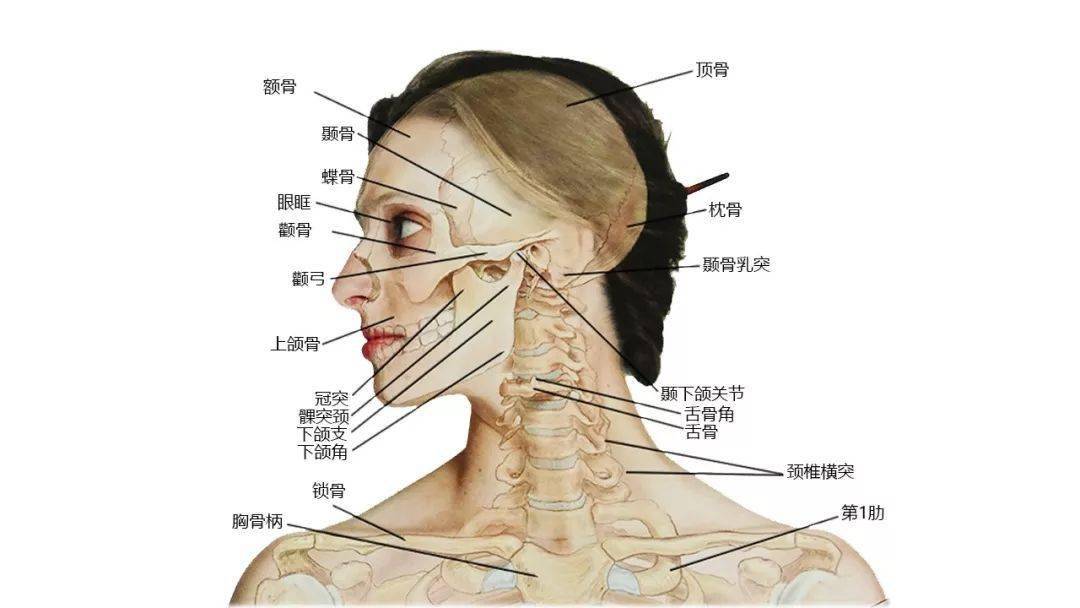 头颈后的骨骼头颈前侧肌肉头颈侧面肌肉斜角肌及侧颈部解剖头项后侧浅