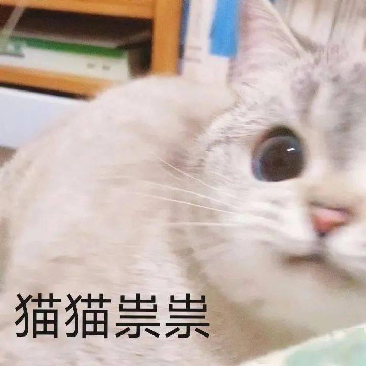 【沙雕表情包】猫咪臭娜娜表情包_猫猫