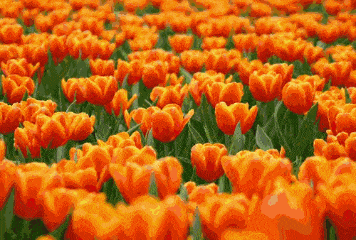 春日盛会|2021年凯光首届郁金香文化节开幕啦!