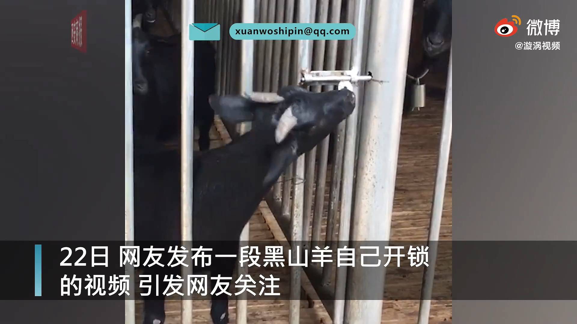 黑山羊自开羊圈锁放出一群羊 ,主人:它饿了,想出去找吃的