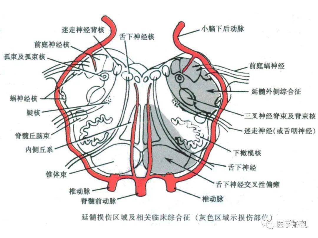 【收藏】脑干内部超详细功能解剖图