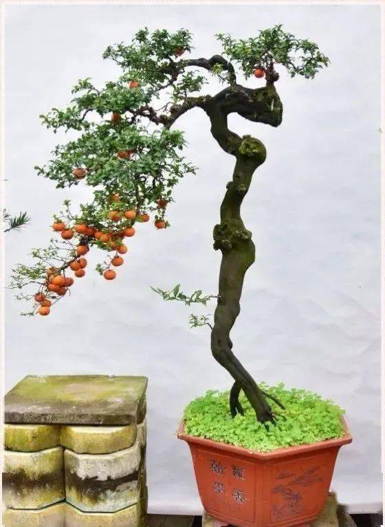 金弹子盆景发芽后怎么摘套生根的方法
