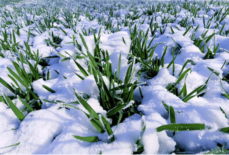 【我的2020】商丘日报/郭文剑:春天雪景