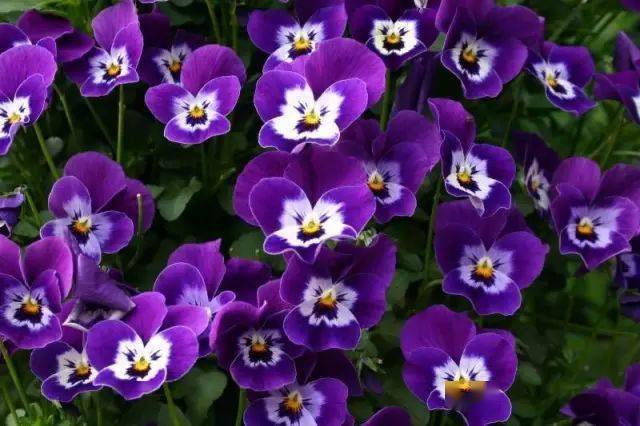 紫色的三色堇 蒲公英(paardenbloemen)  曾经我很没见识地以为
