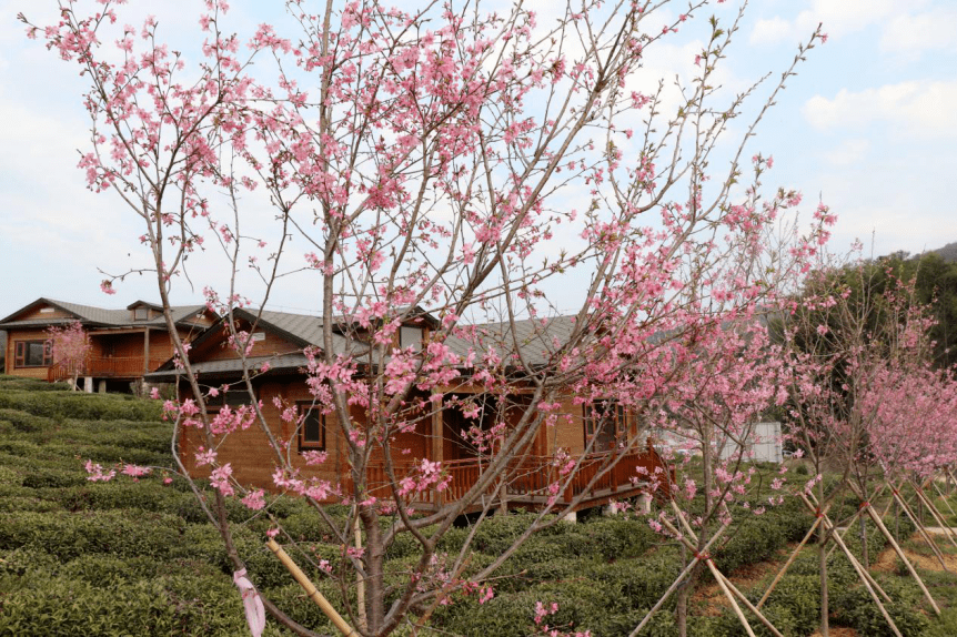 (短视频)樱花盛开的祁红小镇,你准备好来打卡了吗?