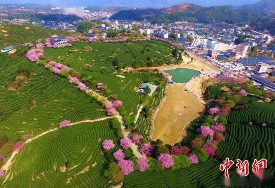 空中鸟瞰福建省漳平市永福镇台品樱花茶园.