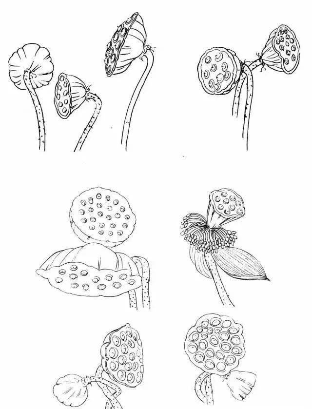 【国画教程】简单易学的白描荷花教程_莲蓬