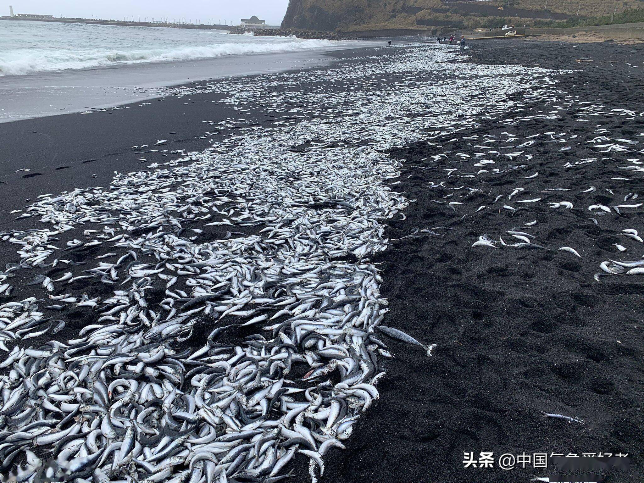 日本海边突现大量死鱼,和全球变暖有关?分析:或和地震有关