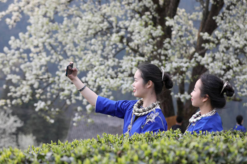 两名侗族姑娘在梨花树下自拍.