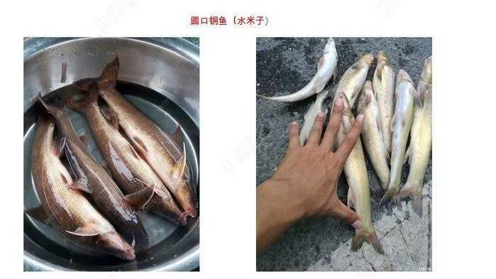 不仅北方有铜鱼,咱南方也有南方铜鱼,在川渝地区俗称水米子,喜欢生活