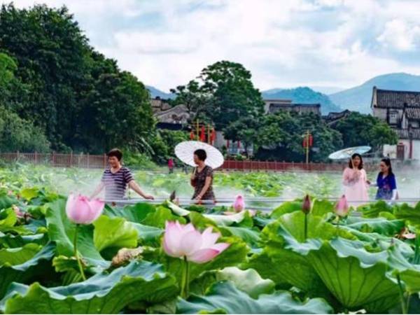 狮峰村的"白鹭湖(央广网发 受访者供图)