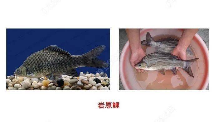 华南鱼种知多少?部分国家重点保护野生鱼类图鉴