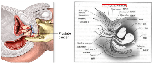 但 此尿道旁腺终归和"男性前列腺"不是同一组织器官,结构和功能也