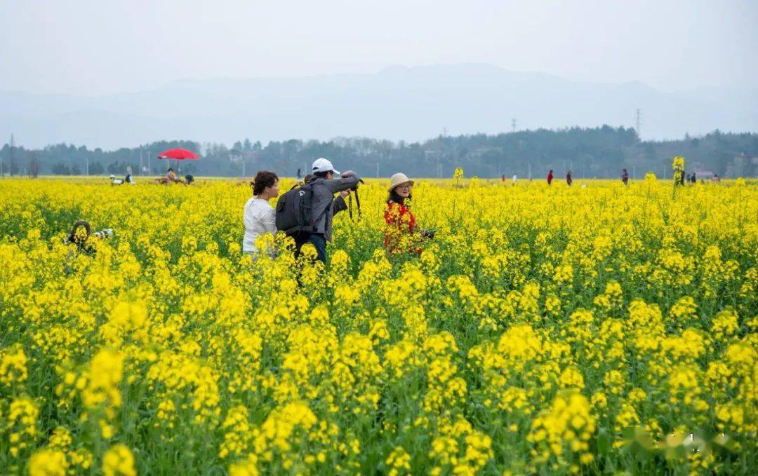 榨下村油菜花观景点地图导航 鼎湖油菜花观