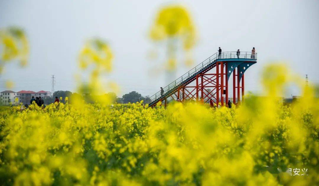 安义多彩油菜花惊艳上线,等你来