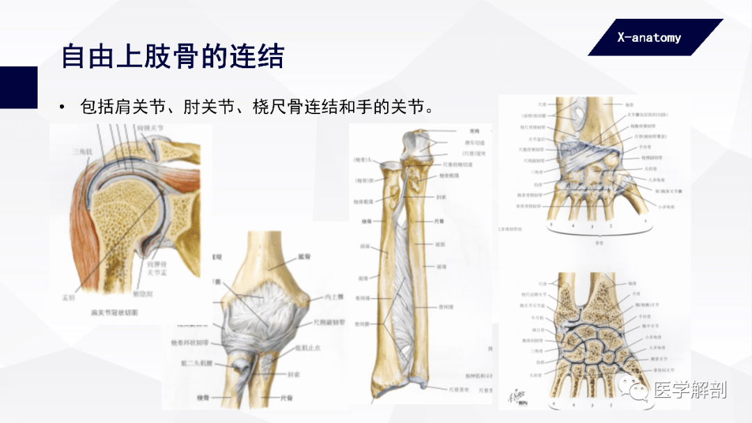 人体解剖学附肢骨及其连结上肢骨连结