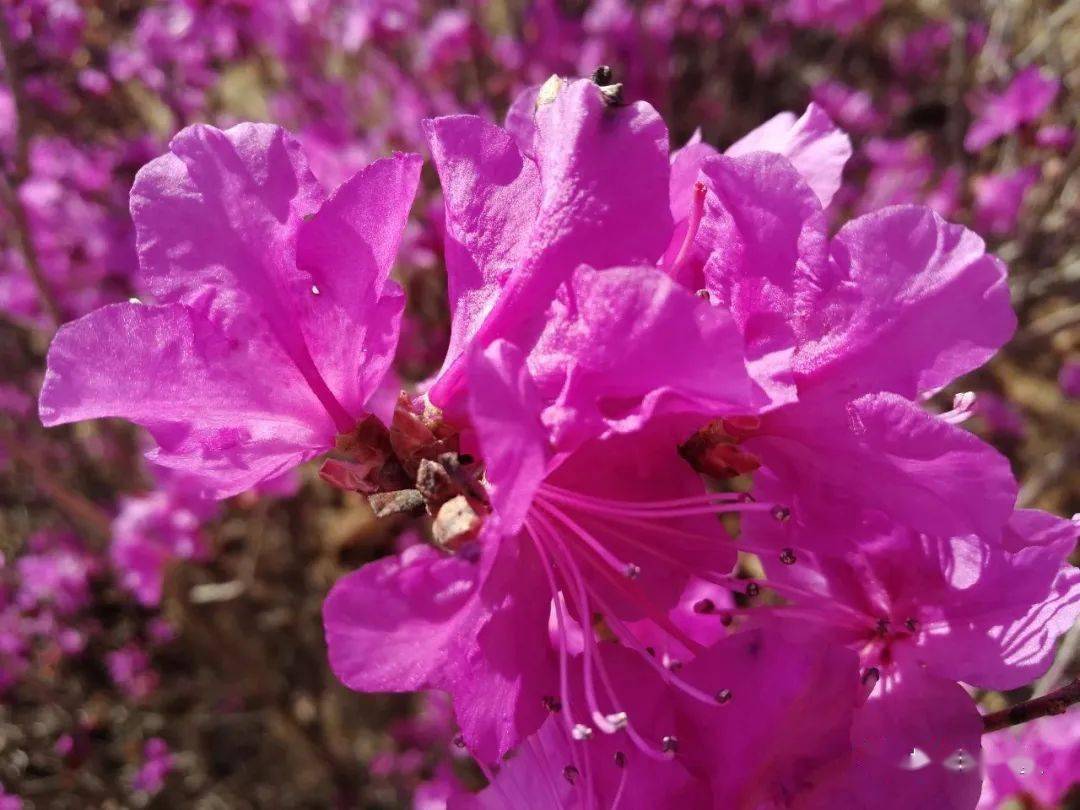 兴安杜鹃花丨达尔滨】5月2日-5月7日-兴安杜鹃,扎兰屯翠屏山,达尔滨湖