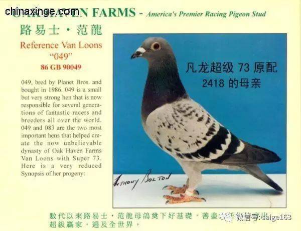 凡龙家族的名鸽—超级73