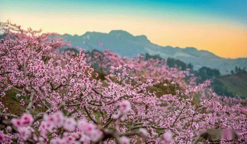 桃花一开,《诗经》就在彭州鲜活起来!