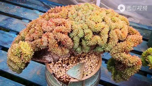 云之南多肉园大气高端上档次的拿铁缀化要变果冻色的节奏