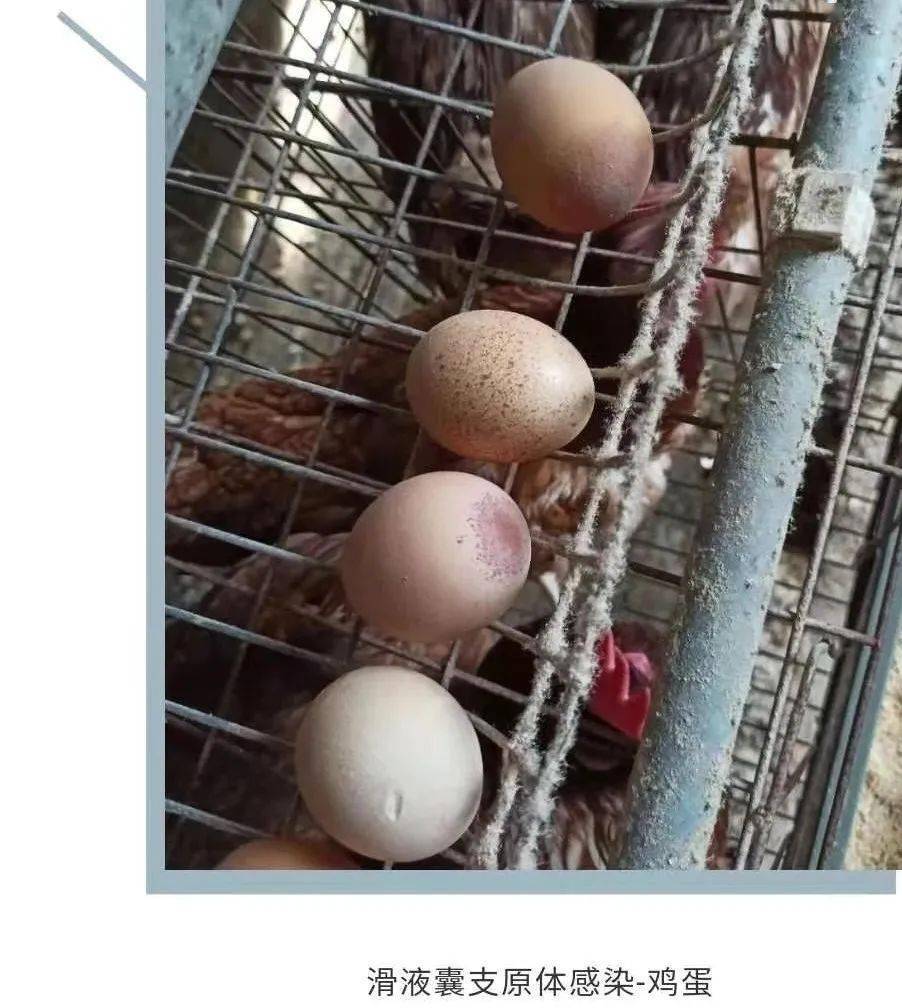 滑液囊支原体怎么防治