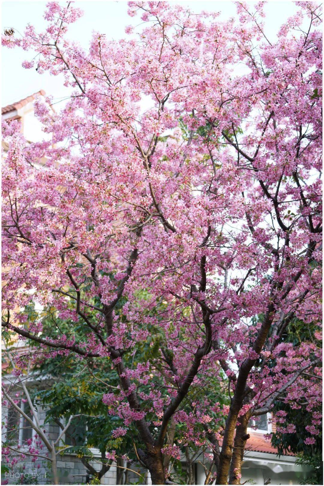 沿· 途 | 鲤鱼洲樱花岛_福州