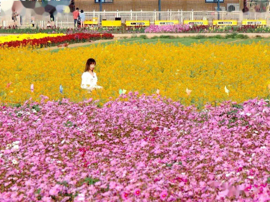 溪东新颜·雅逸风铃花_的花海