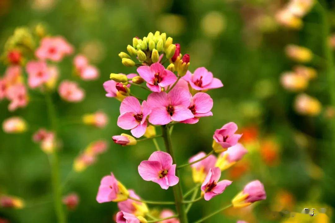 江夏五里界七彩油菜花开了