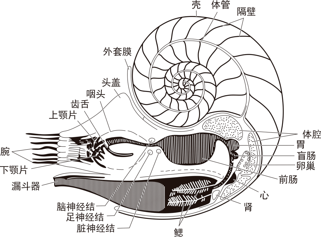 见龙卸甲鱿鱼是如何进化成好吃的样子的