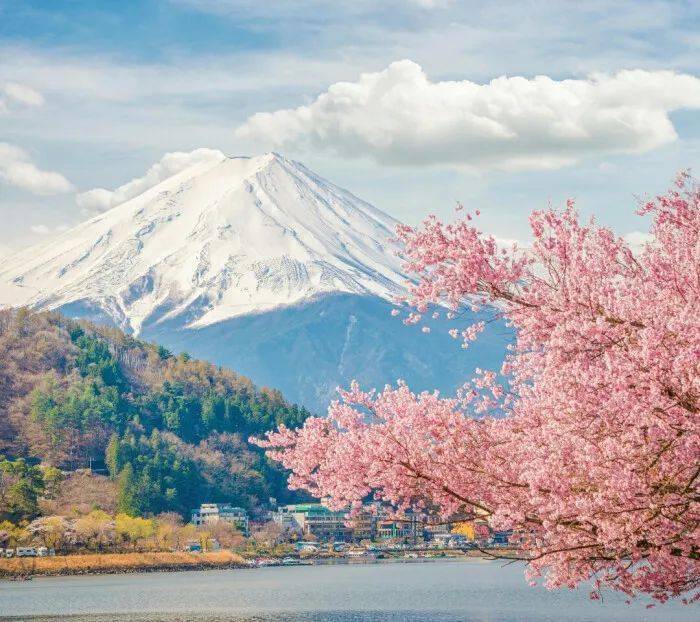 正值春暖花开 富士山的樱花当然是这个春季 不可多得的美景之一 夏